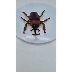 Rhinoceros Horned Stag Beetle Rubber Insect Toy Realistic Figurine 7" ABC06 B262